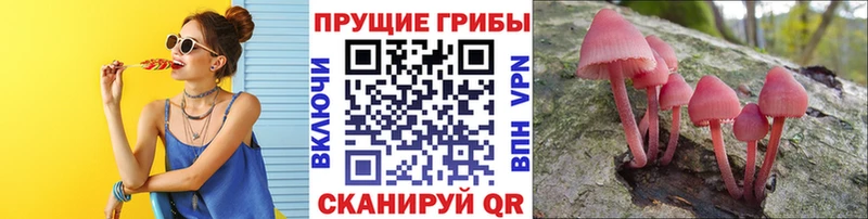 Галлюциногенные грибы Psilocybe  Георгиевск 